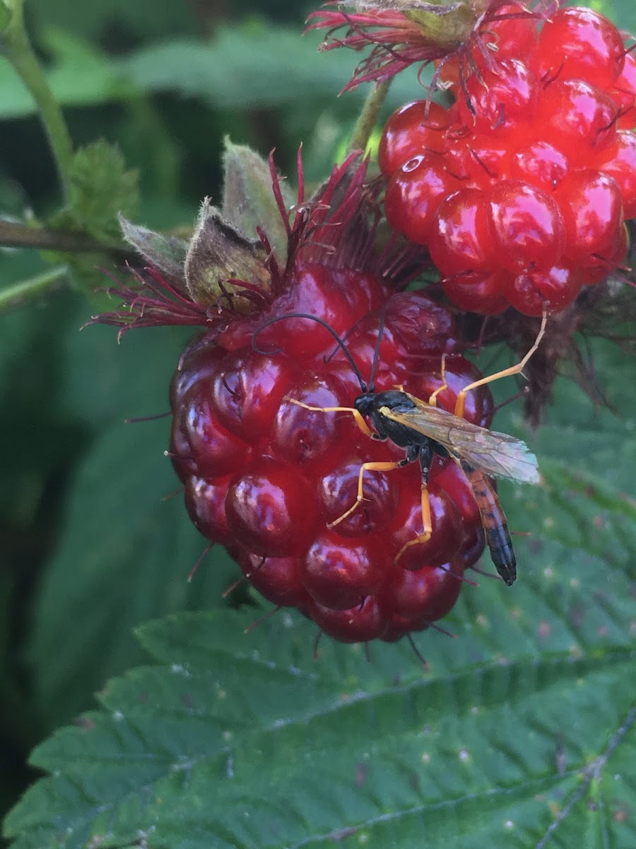 Ichneumon Wasp