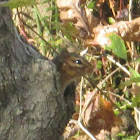 Eastern Chipmunk