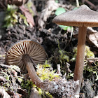 Entoloma vernum