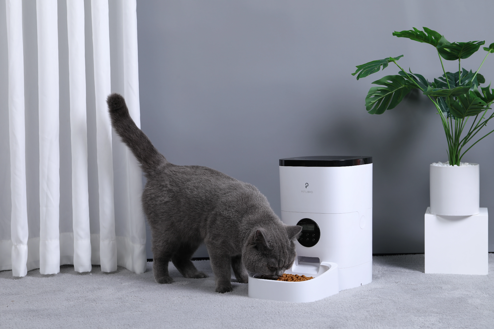 automatic cat feeder