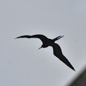 Magnificent Frigatebird