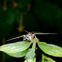 Scraped Pilocrocis  Moth