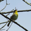 Common Yellowthroat