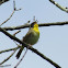 Common Yellowthroat