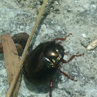 Bronze beetle