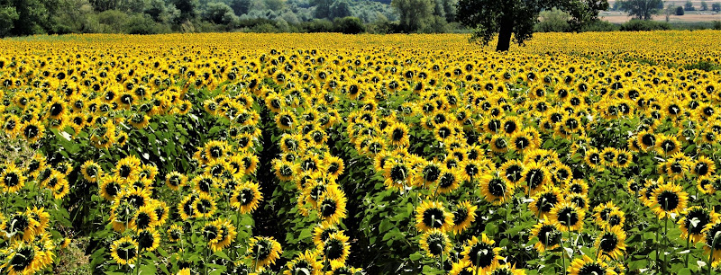 girasoli di dino pas