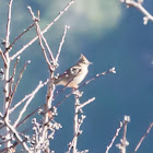 Thekla Lark; Cogujada Montesina