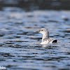 Pigeon Guillemot