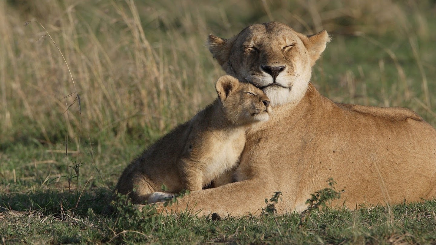 Watch Big Cat Tales live