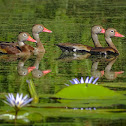 Black-bellied whistling duck