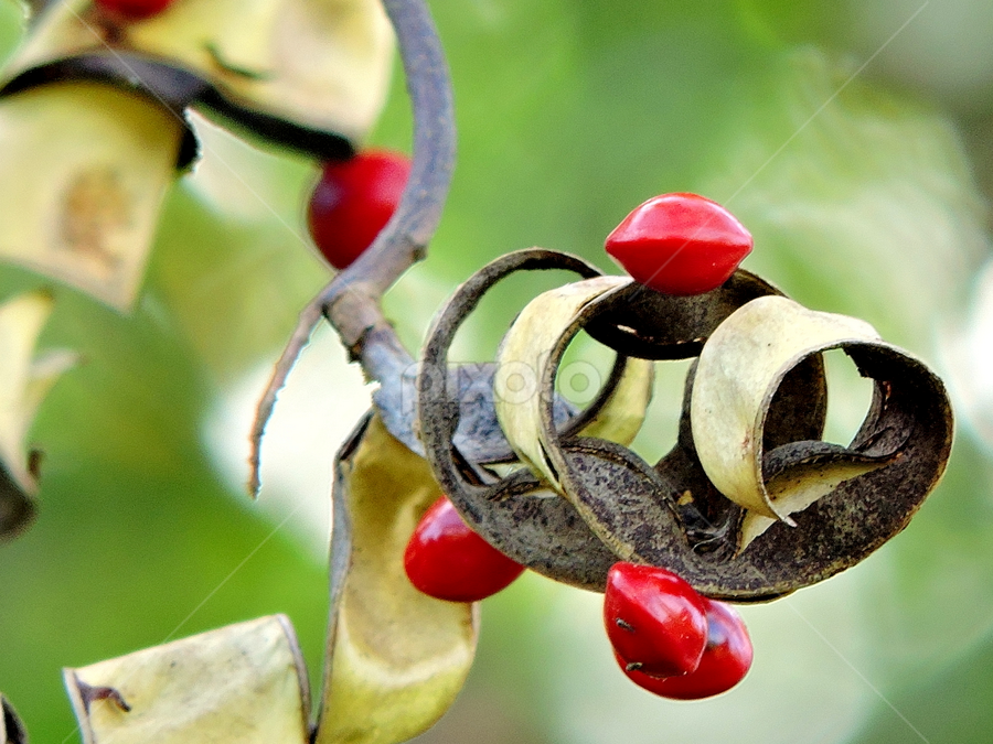 Saga seeds by Yusop Sulaiman - Nature Up Close Other Natural Objects