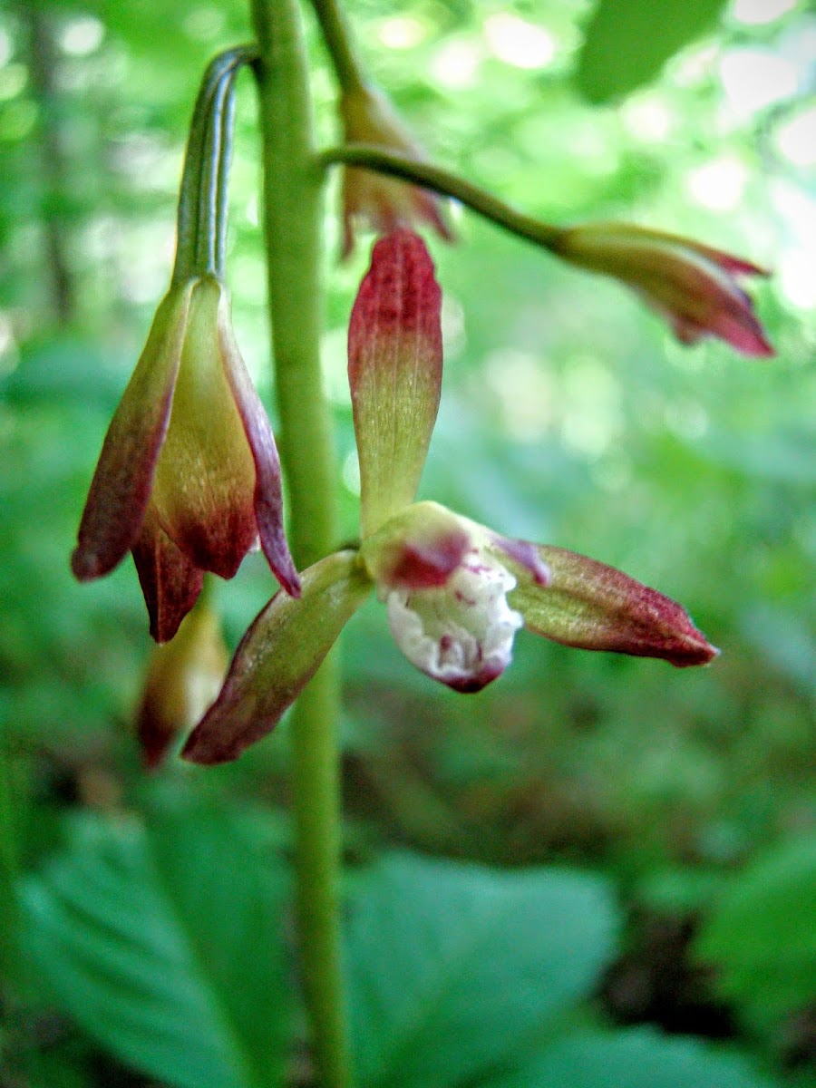 Adam and Eve Orchid