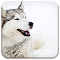 Item logo image for Siberian Husky Dog