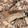 Mediterranean Skipper?