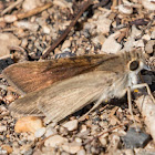 Mediterranean Skipper?