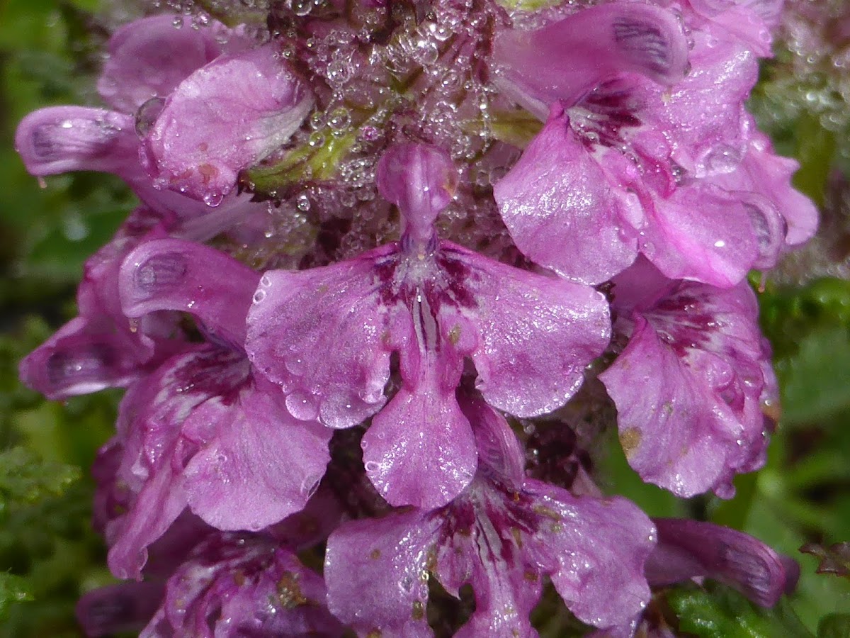 Whorled Lousewort