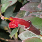 Lipstick Plant, 口红花