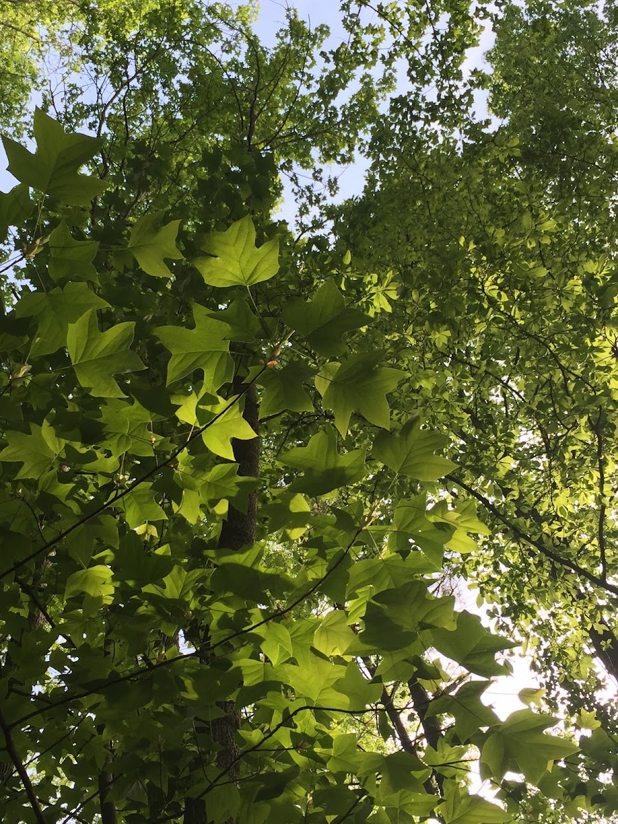 Tulip Poplar