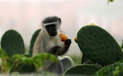 Residents of Kabega Park and Walmer have noticed an influx of vervet monkeys around their homes. Animal experts have warned people against feeding the primates. Stock photo