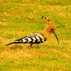 Hoopoe