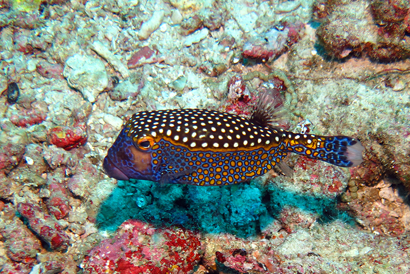 White-spotted boxfish (Male)