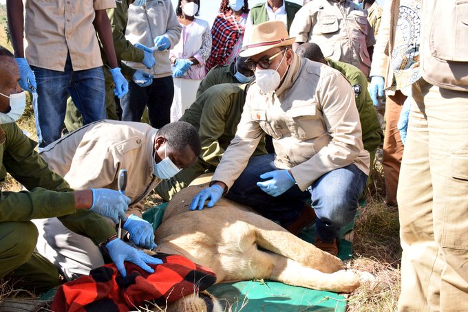 Tourism CS Najib Balala takes part in collaring of an adult female lion at the Maasai Mara Game Reserve in an effort to track its movements and reduce human -lion conflicts. Image:Courtesy.