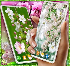 Cherry Blossom 3d Wallpaper Spring Wallpaper Aplikasi