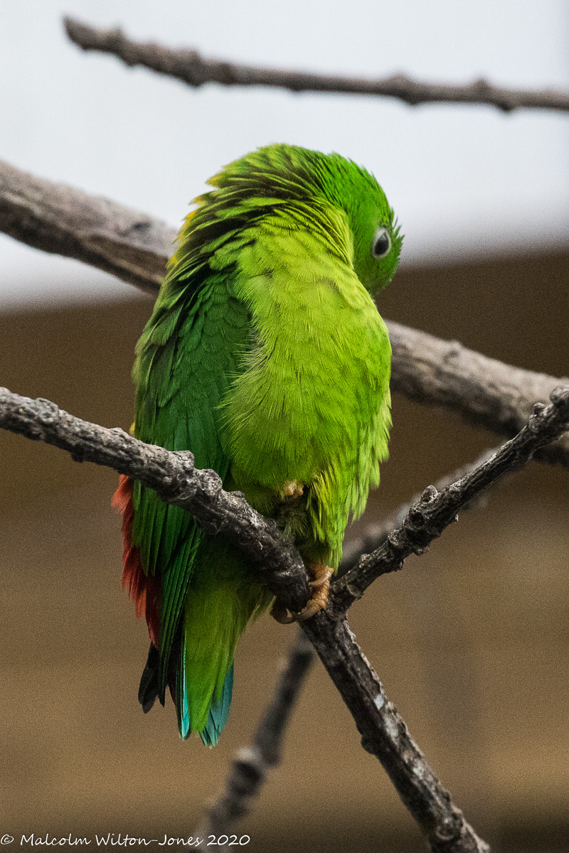 Blue-crowned Hanging Parrot