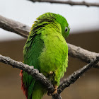 Blue-crowned Hanging Parrot