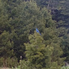 Mountain bluebird