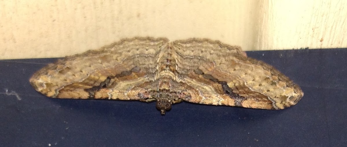 Bent-line Carpet Moth