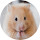 Hamster Wallpaper New Tab