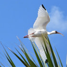 American white ibis