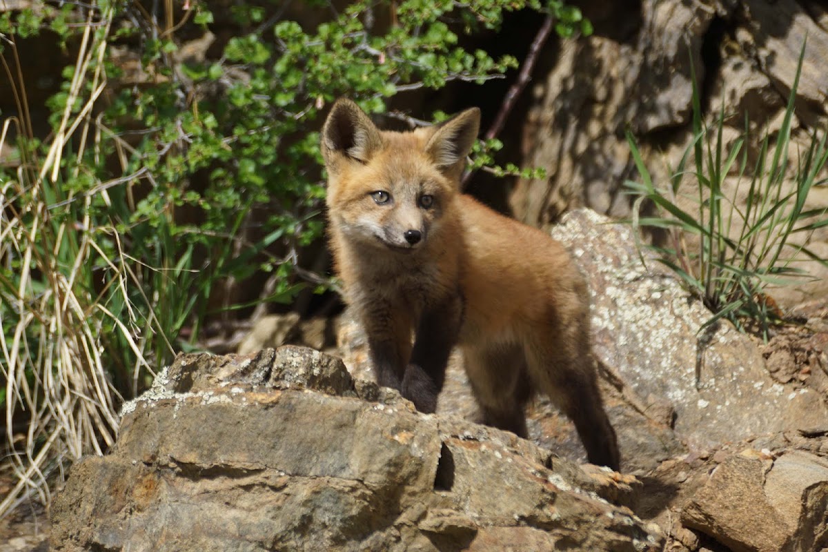 Red Fox