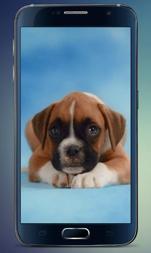 Amazing Puppies Live Wallpaper