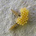 Ladybird larvae