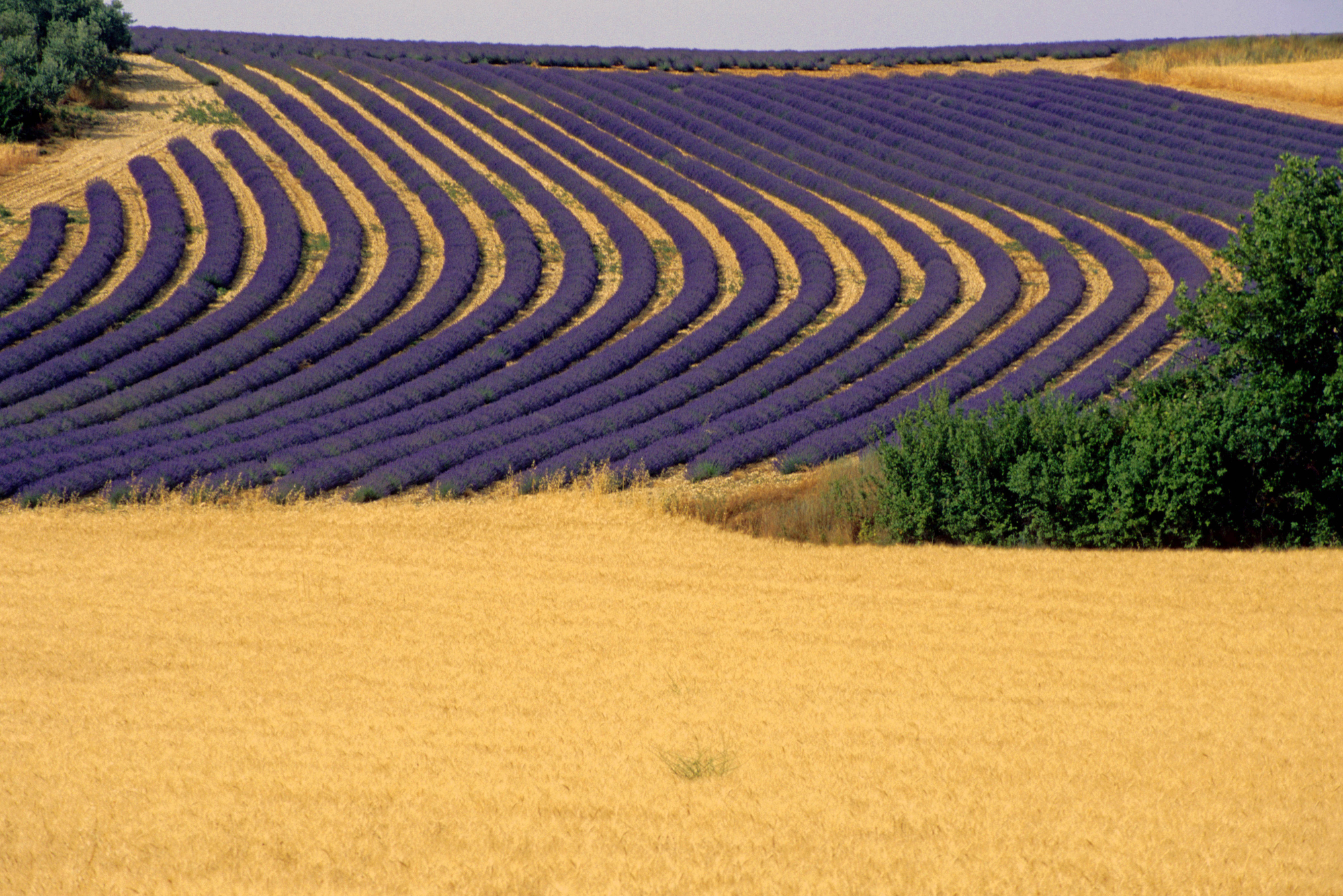 Color viola lavanda di benny48