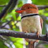 Collared puffbird