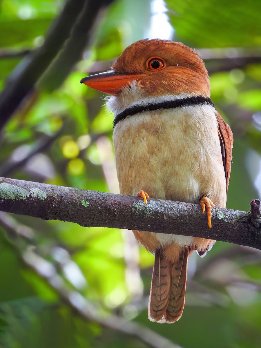 Collared puffbird