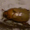 Grapevine beetle