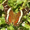 Banded Peacock