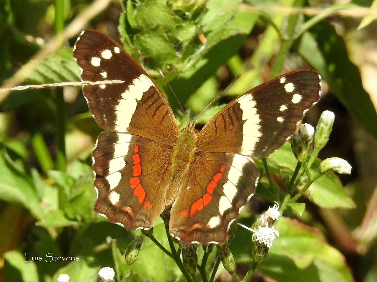 Banded Peacock