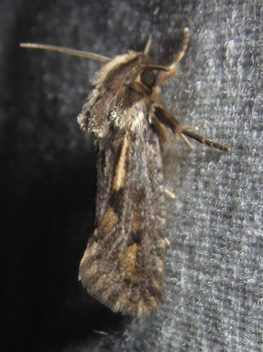 Clemens' Grass Tubeworm Moth