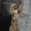 Clemens' Grass Tubeworm Moth