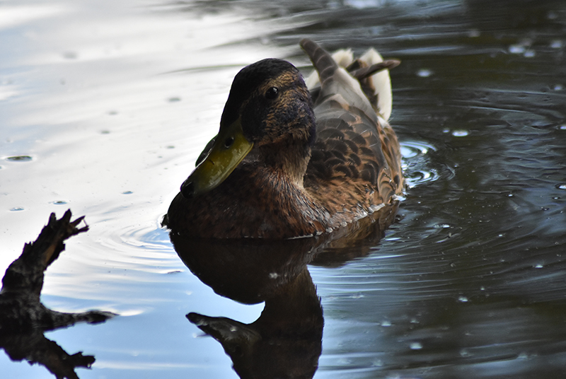 Mallard duck