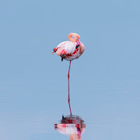 Flamingo flower ! di 