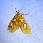 Tropical Tiger Moth