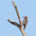 Hoffmann's woodpecker