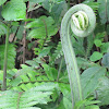 Fiddleheads (Fern-head)