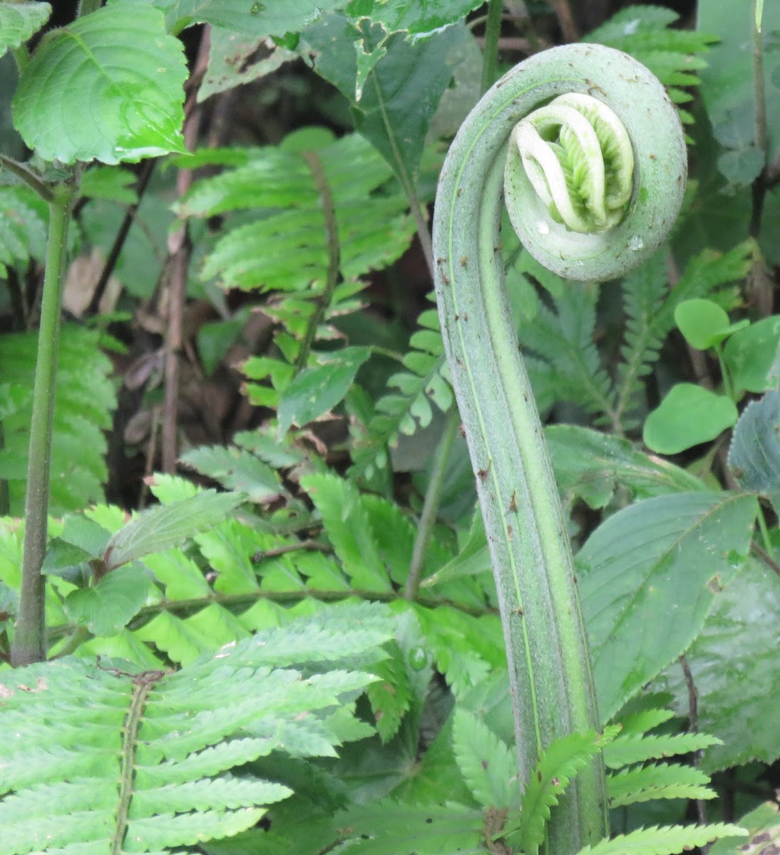 Fiddleheads (Fern-head)